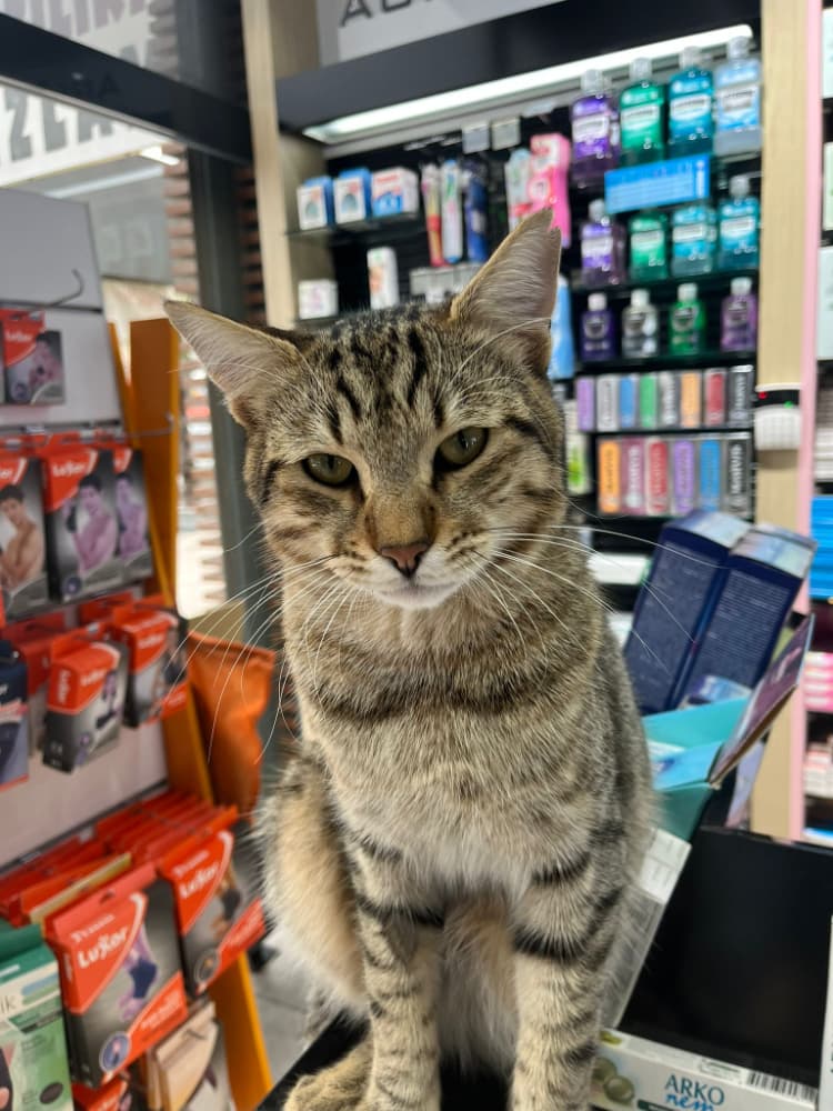 ACİL YUVA  ARANIYOR 