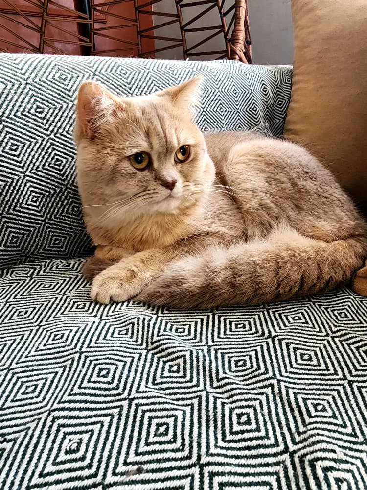 British Shorthair Sahiplendirme - British ve scottish cins kediler