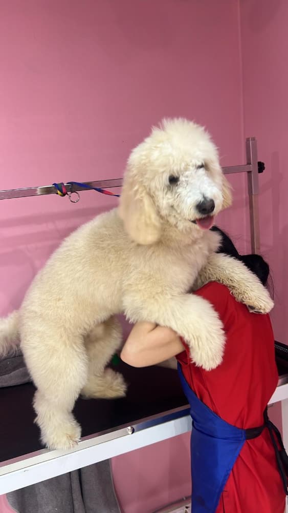 "7 Aylık Poodle - Çipli, sevecen 