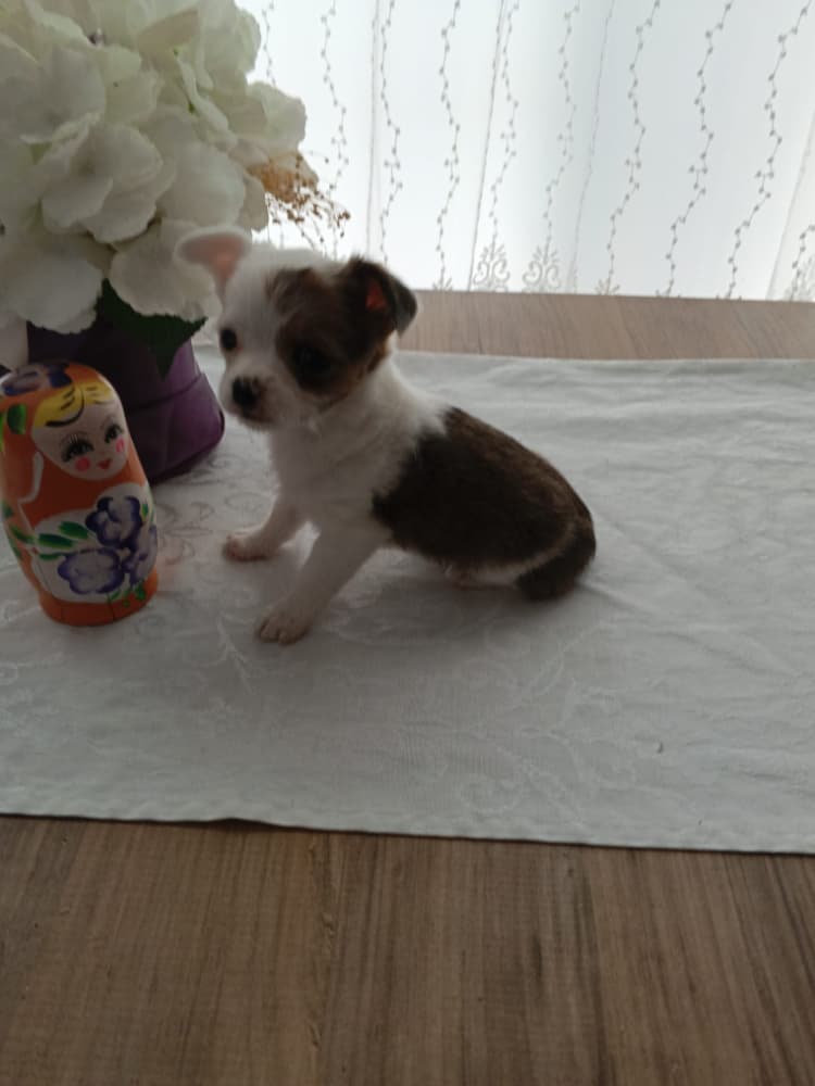 Chihuahua Sahiplendirme - Micro chihuahua yavruları