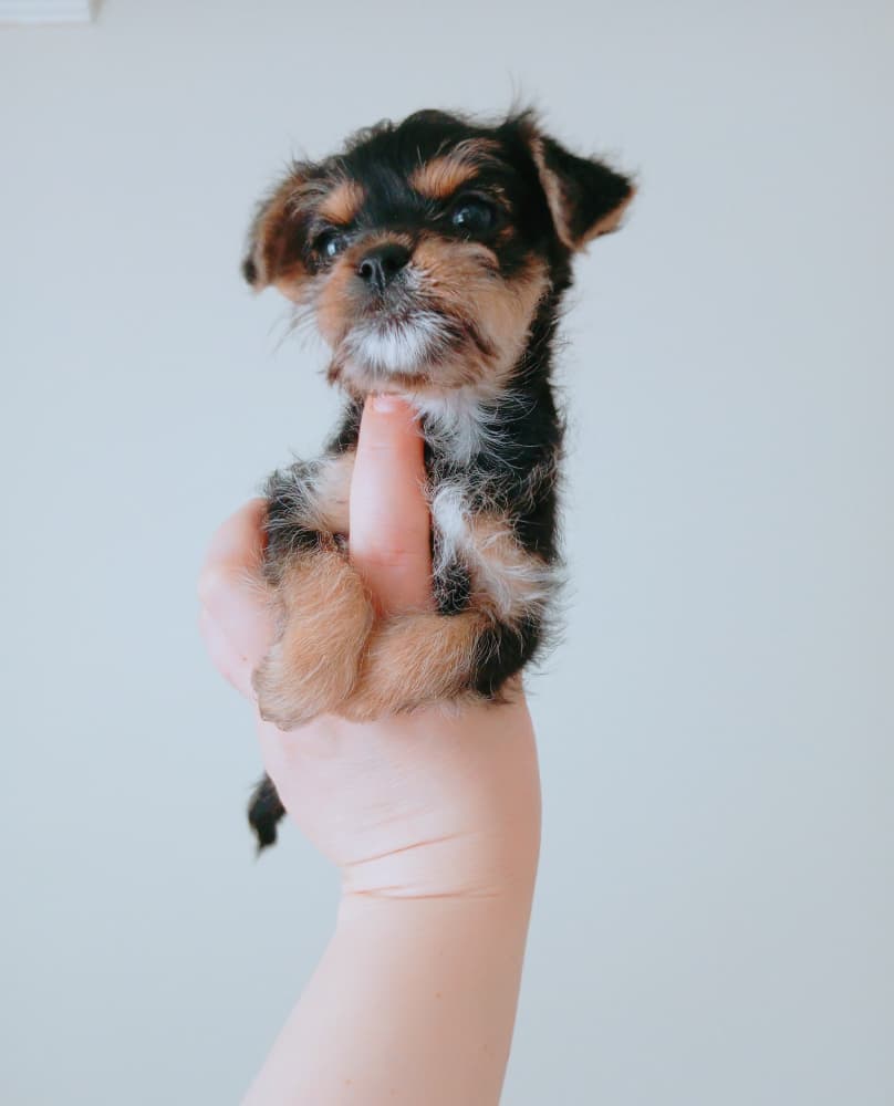 Yorkshire Terrier Sahiplendirme - Yorkshire+chihuahua melezi
