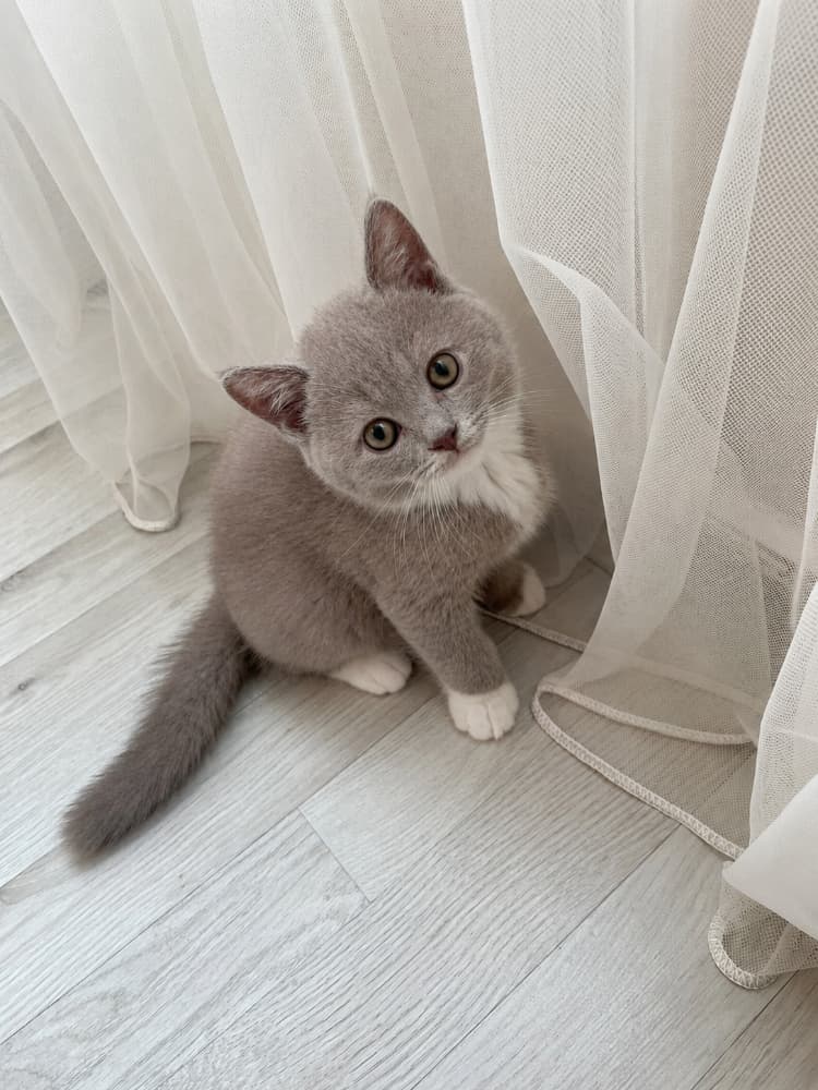 British Shorthair Sahiplendirme - Safkan British Shorthair Lilac Dişi