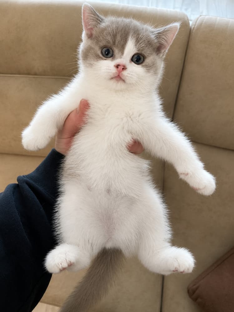 British Shorthair Sahiplendirme - Nadir Harlequin Renk British Shorth