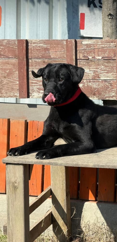 🐾 Dayı İçin Ömürlük Yuva Arıyoruz