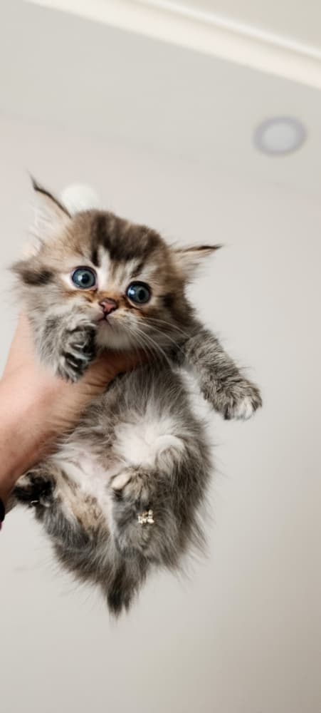 British Shorthair Sahiplendirme - Sevimli afacanlar 
