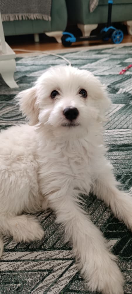 Maltipoo Sahiplendirme - Sevimli çocuğumuz yuvasını arıyor