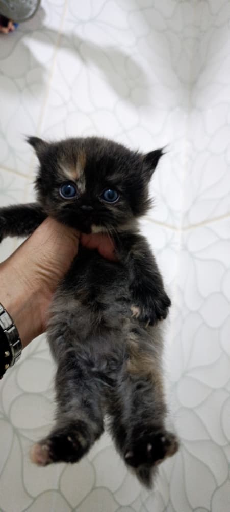 British Longhair Sahiplendirme - Yuva bekleyen minikler 