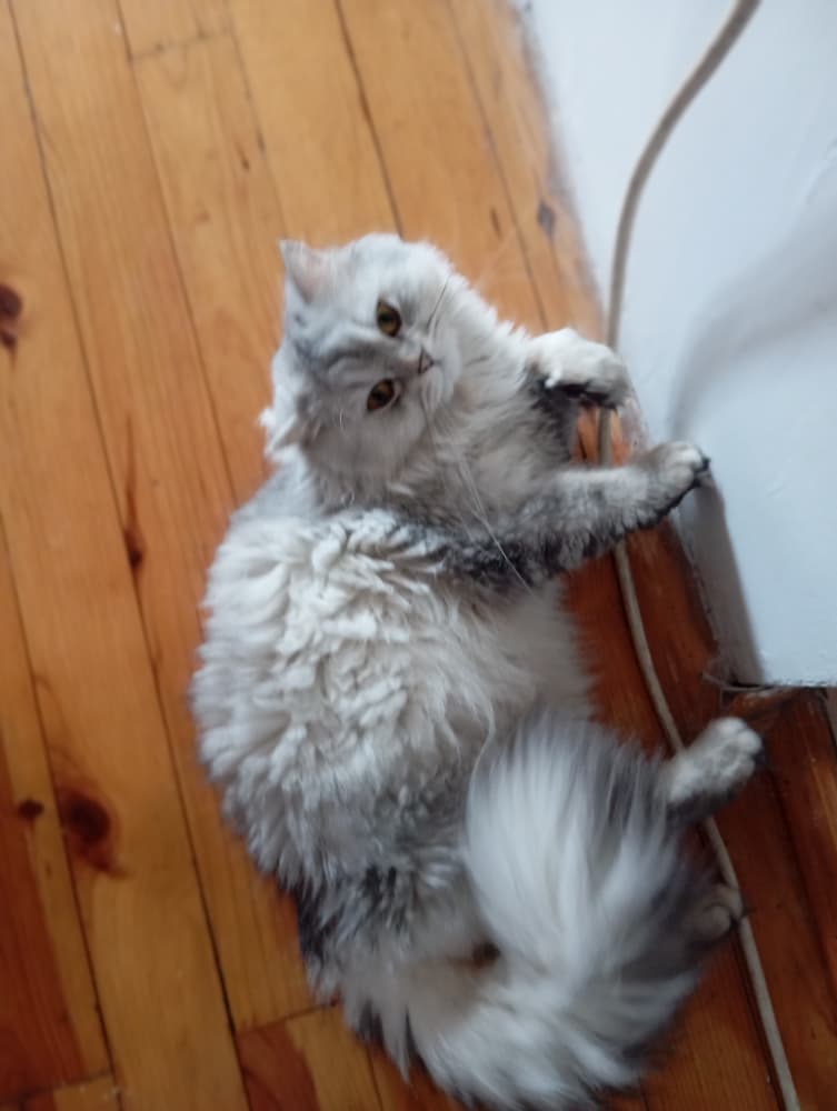 dişi iran kedimiz sahip arıyor 