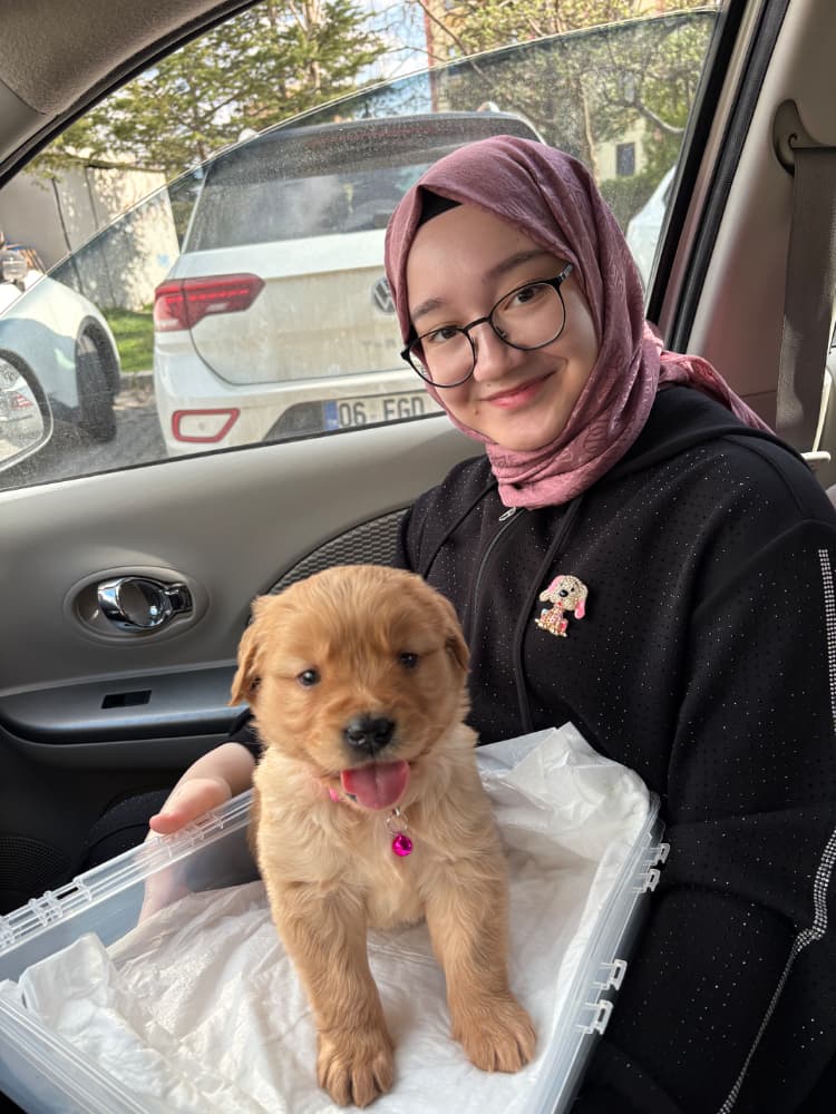 1.5 aylık Dişi Golden Retriever