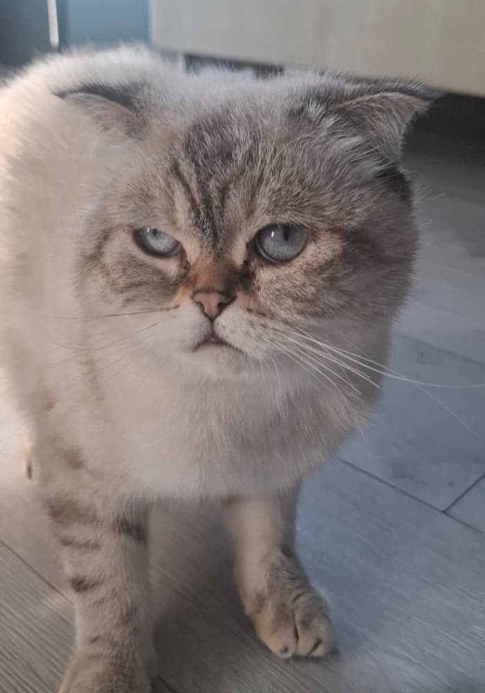 Scottish Fold Sahiplendirme - Kızım nazlı