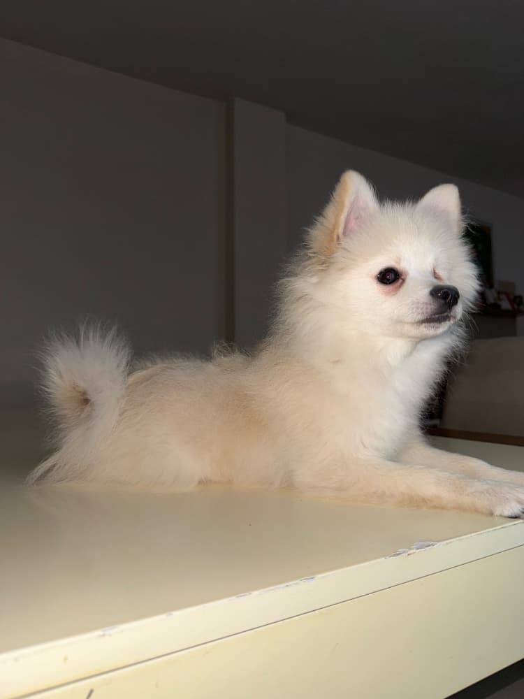 Diğer Irklar Sahiplendirme - Dobby (pomeranian) 