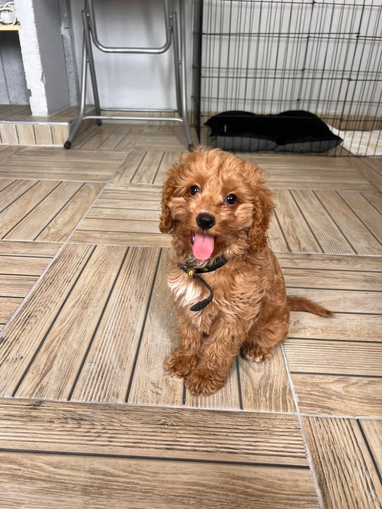 Maltipoo Sahiplendirme - 2 AYLIK MALTİPOO YAVRUMUZ