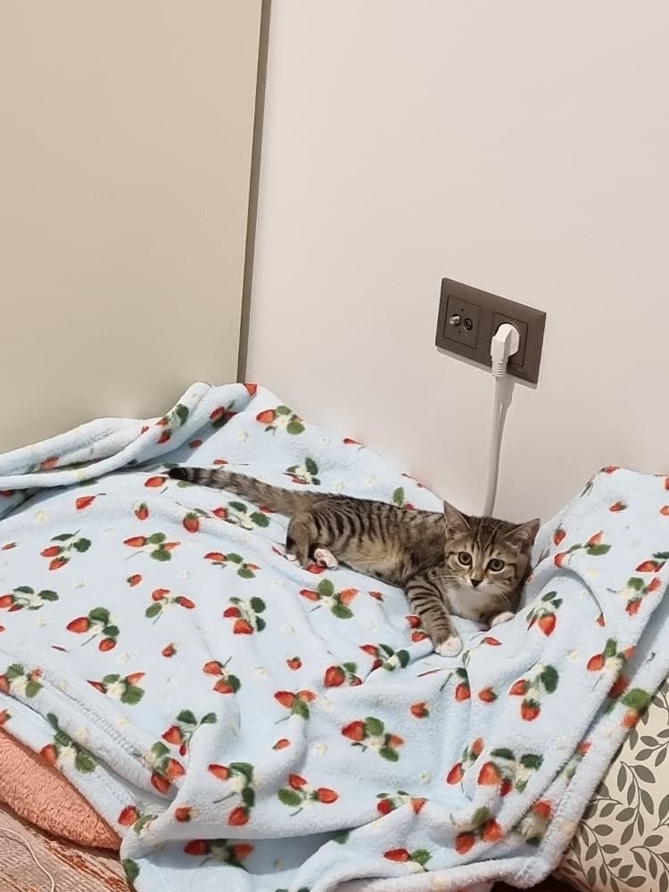 bonita ve tandiye acil yuva