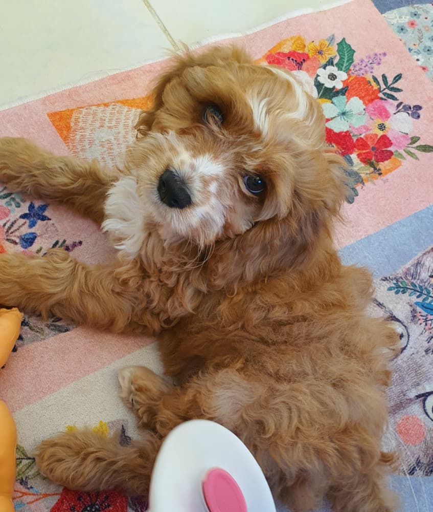 Maltipoo Sahiplendirme - Sevgi dolu maltipoo yavrusu