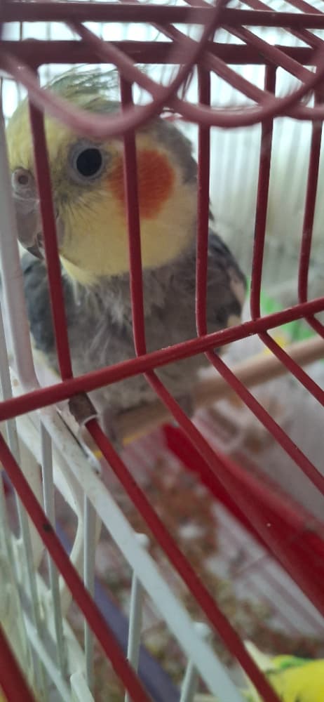 ELE ALIŞKIN SULTAN PAPAĞANI 