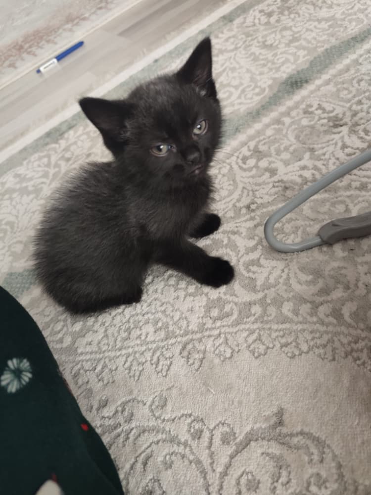 4adet yavru tekir kedi 