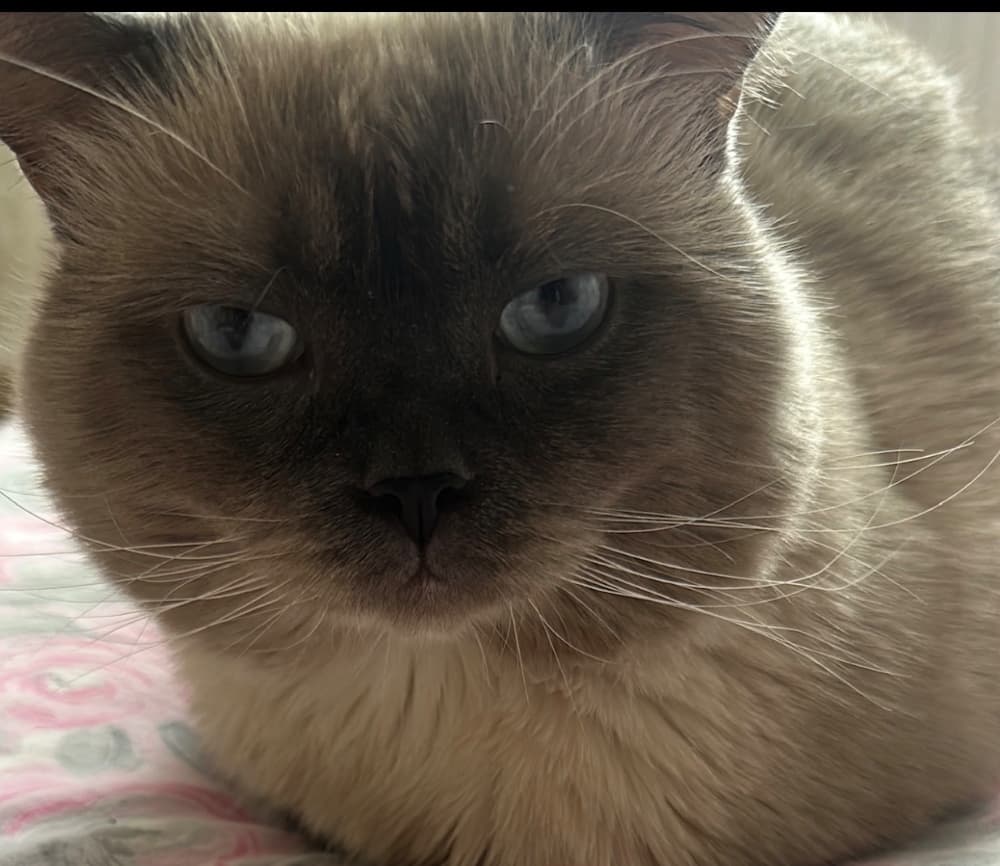 Duman Çok Akıllı kedi