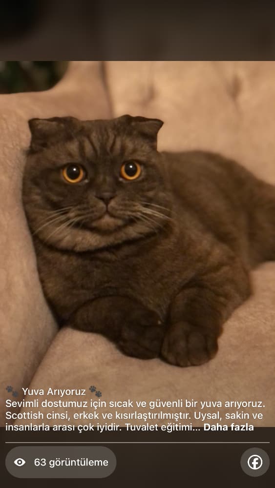 Scottish Fold Sahiplendirme - Sahiplendirme