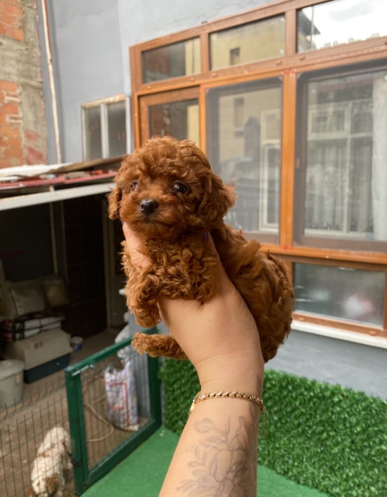 Kore toypoodle ev ortamında orjinal