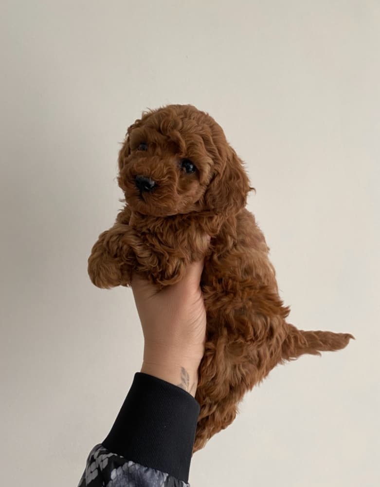 Toypoodle ev ortamında