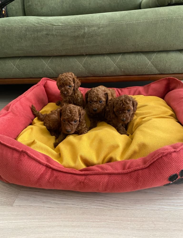 ToyPoodle Kore orjinal ev ortamında