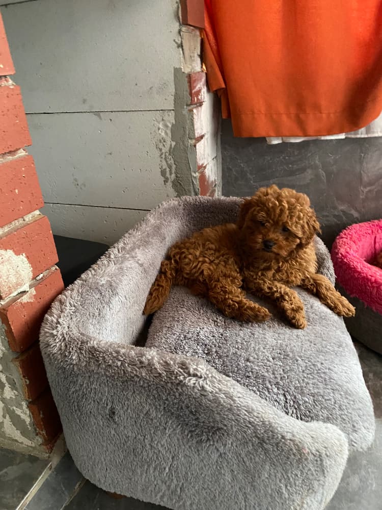 Toy Poodle ev ortamında 