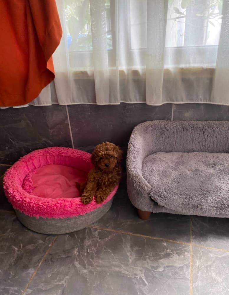 Toy Poodle Kore ev ortamında 