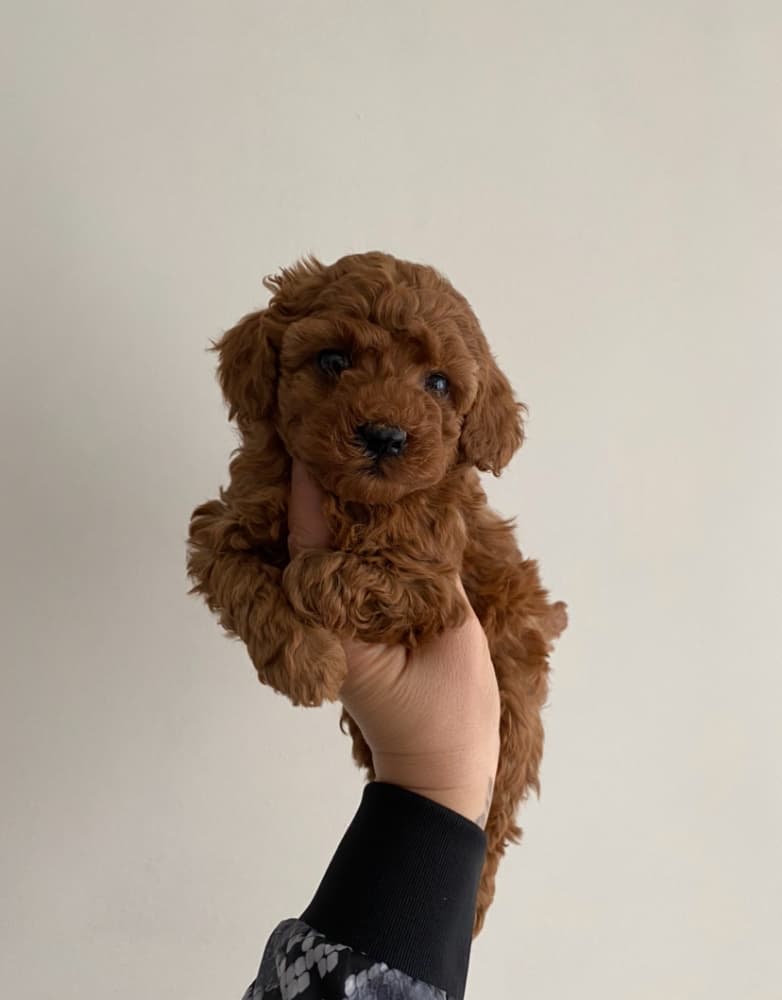 Toy Poodle Sahiplendirme - Toy Poodle ev ortamında aşılı