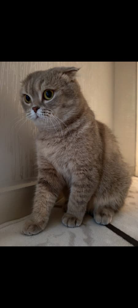 Scottish Fold Sahiplendirme - Scotish cins kedi 
