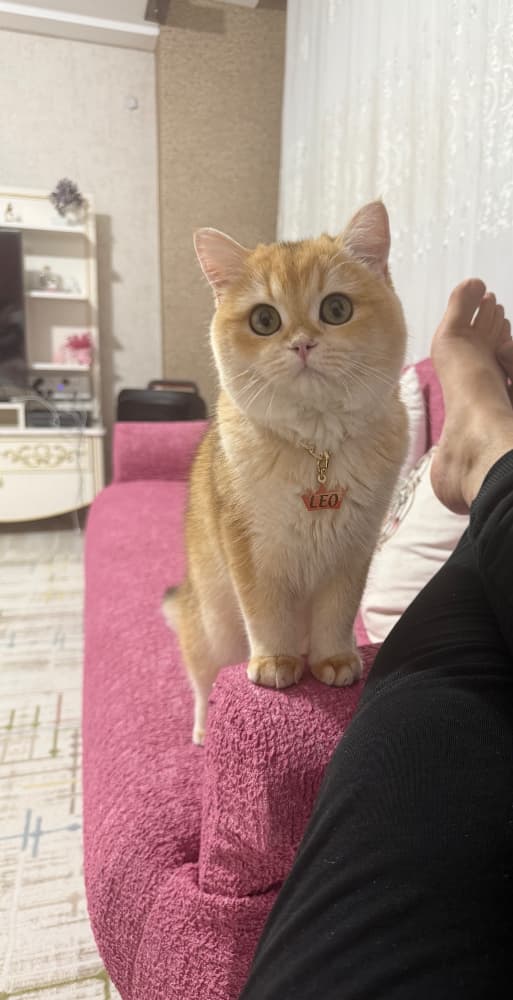 9 Aylık British Shorthair GOLDEN NY