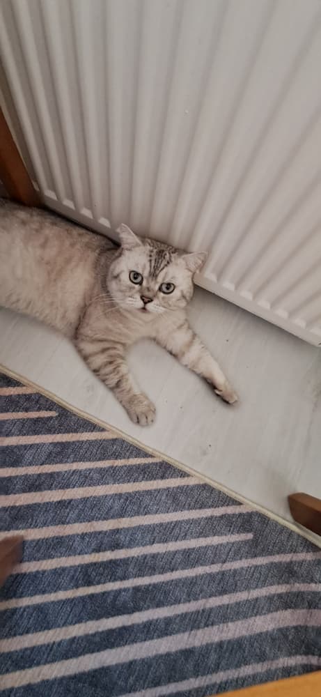 British Shorthair Sahiplendirme - Safkan British Shorthair Yavrular –