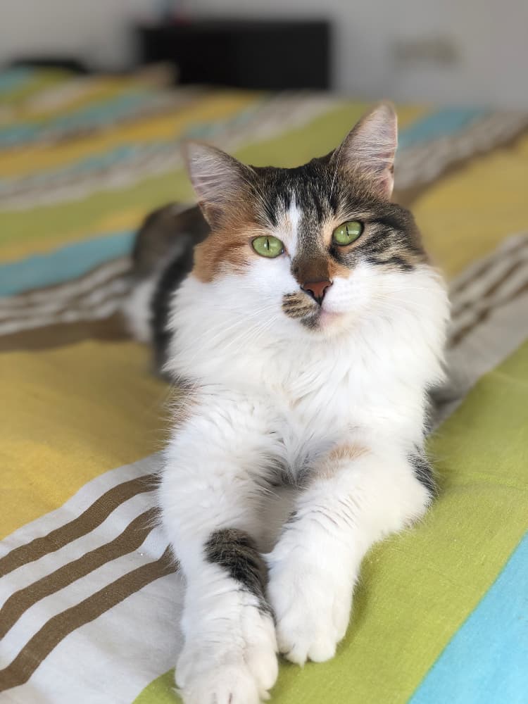Maine Coon Sahiplendirme - KEDİMİ SAHİPLENDİRMEK İSTİYORUM
