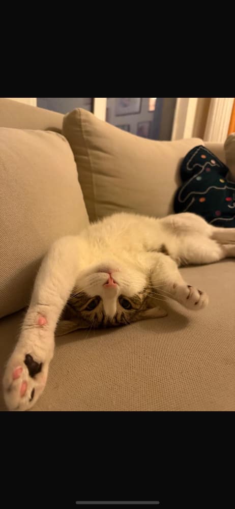 Ücretsiz uysal tatlı kedimiz