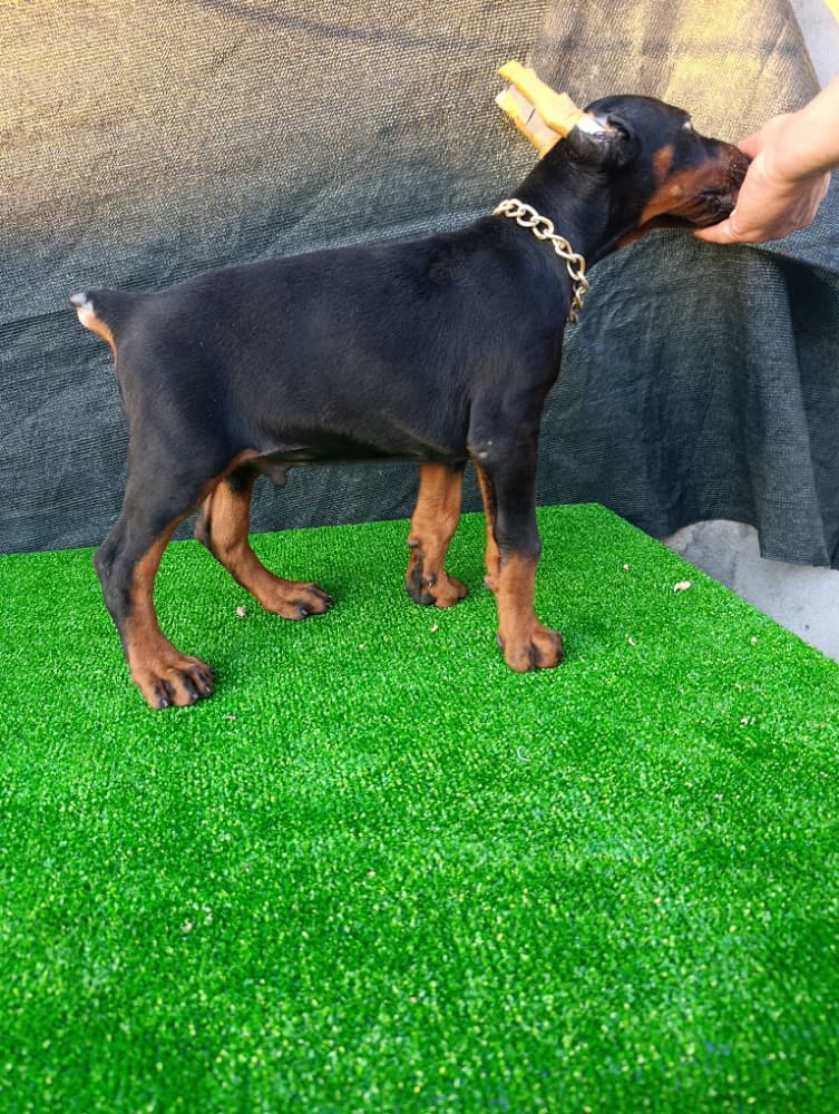 Doberman Sahiplendirme - 45 günlük a kalite kalın yavrular