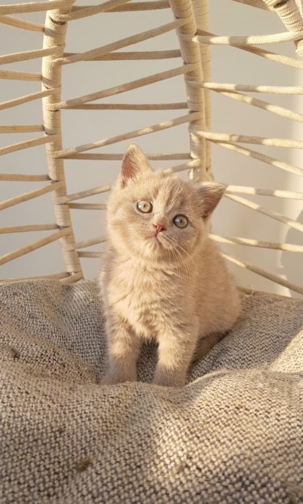 Evde doğup büyüyen safkan  yavrular