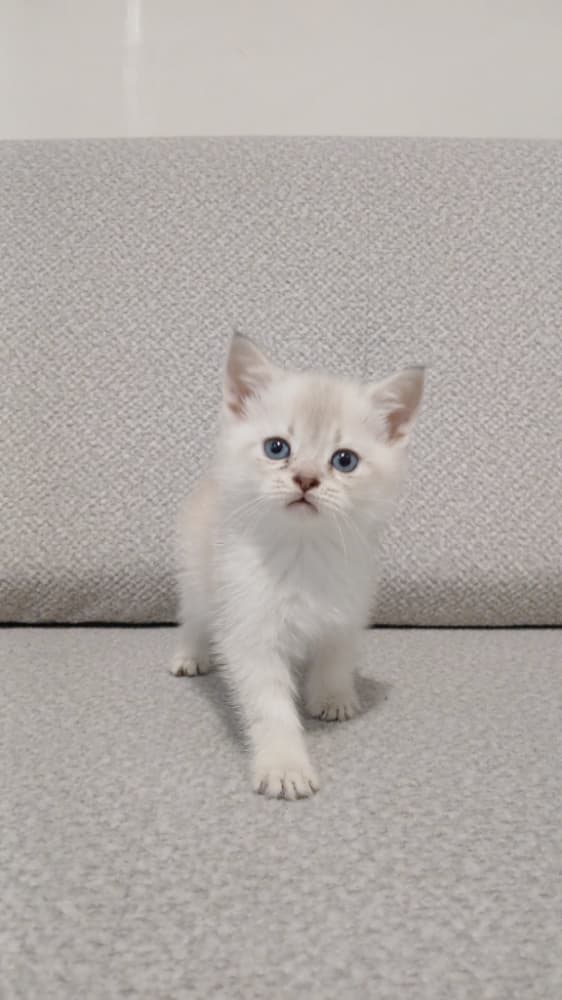 Safkan British yavrularım