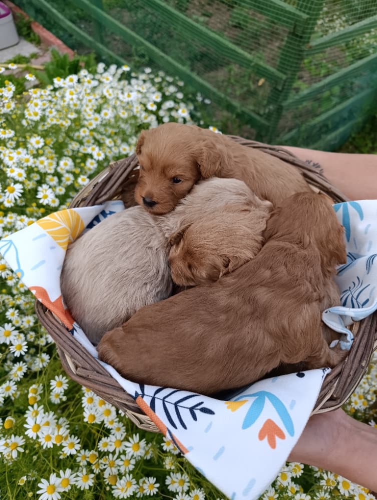 Toy Poodle Sahiplendirme - Annesi maltipoo babası toypodlle 