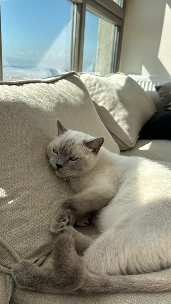 KUCAK KEDİSİ ICE 🩵