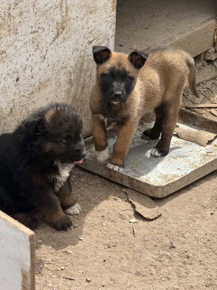 45 günlük yavrular