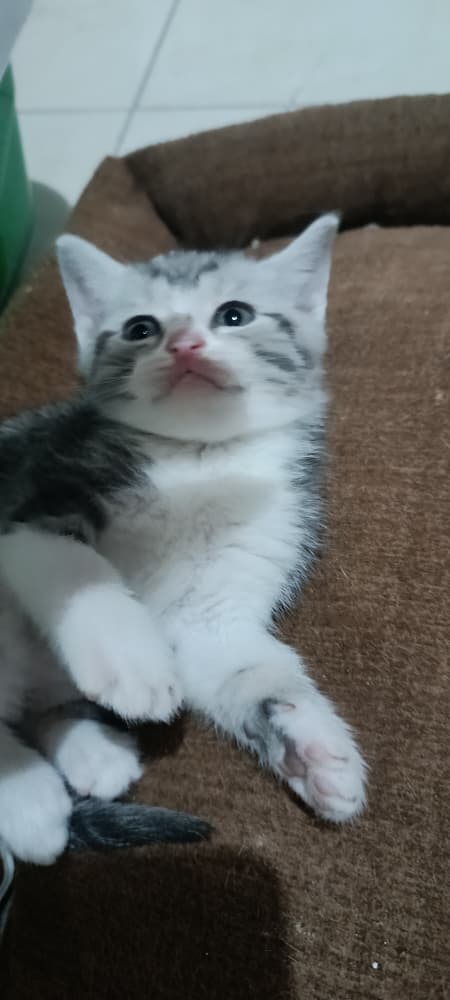 British Shorthair Sahiplendirme - 🐾British Shorthair Silver tabyy 