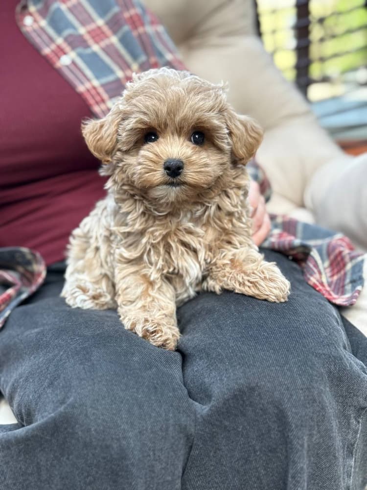 Toy Poodle Sahiplendirme - TOY POODLE SEVİMLİ YAVRULAR 
