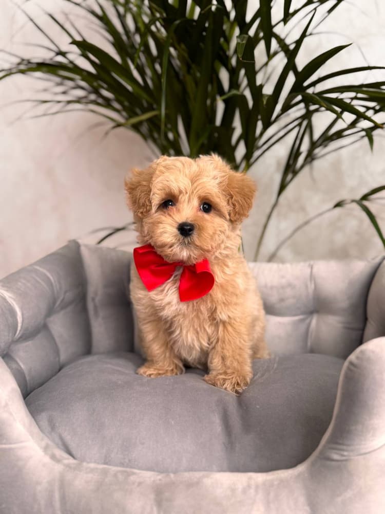 Maltipoo Sahiplendirme - MALTİPOO CİNSİ YAVRULAR 