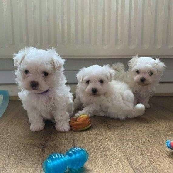 Maltese Terrier Sahiplendirme - MALTESE TERRİER CİNSİ 