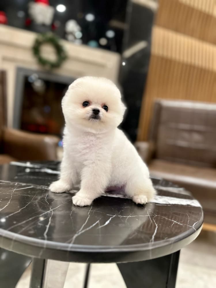 Pomeranian boo Sahiplendirme - Pomerrian boo ayı suratlı yavruları