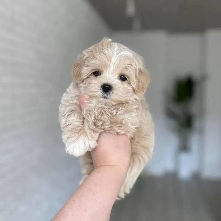 Maltipoo Sahiplendirme - KAHVE TONLU MALTİPOO CİNSİ YAVRULAR