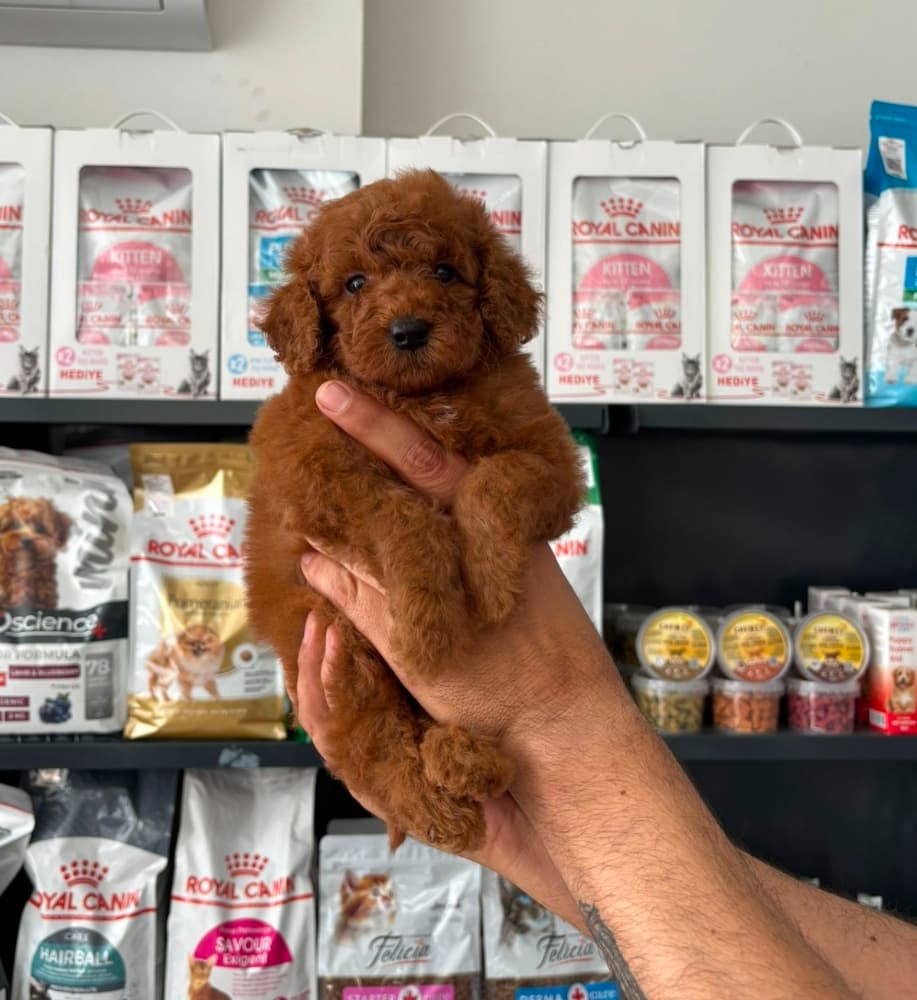 Toy Poodle Sahiplendirme - TOY POODLE SEVİMLİ YAVRULAR