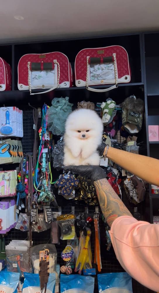 Pomeranian boo Sahiplendirme - Pomerrian boo yavrular