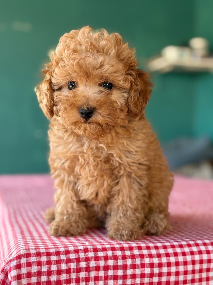 Maltipoo Sahiplendirme - MALTİPOO CİNSİ YAVRULAR EV ÜRETİMİ 