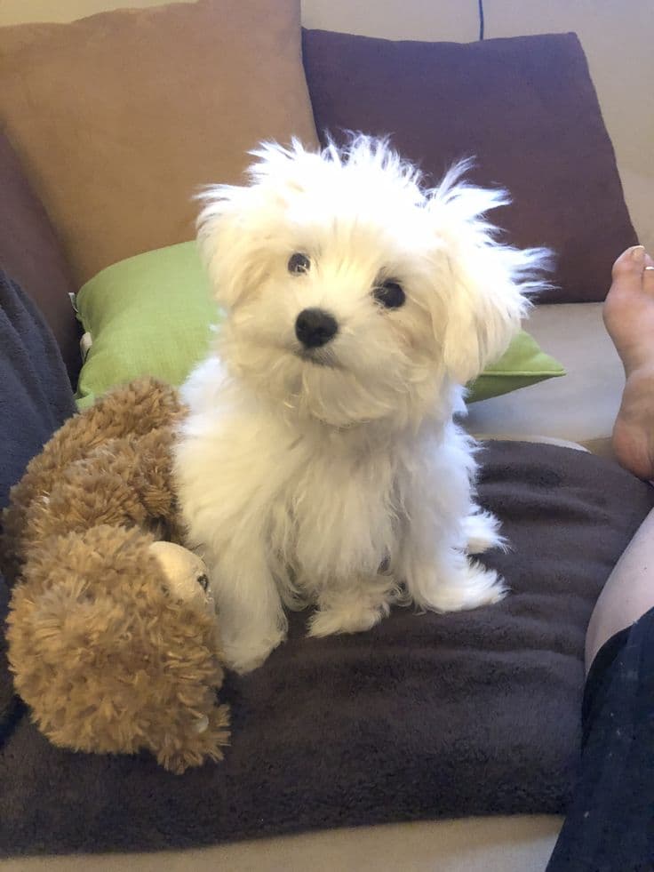 Maltese Terrier Sahiplendirme - MALTESE TERRİER CİNSİ YAVRULAR 