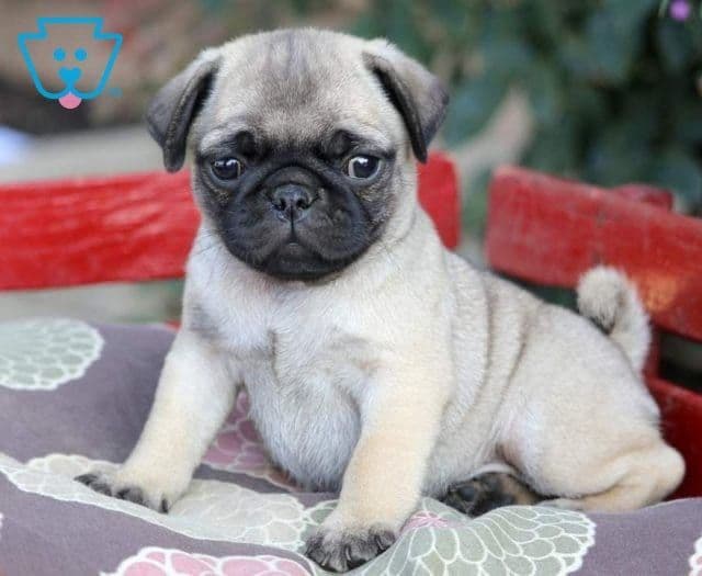 Pug Sahiplendirme - PUG MOPS CİNSİ YAVRULAR 